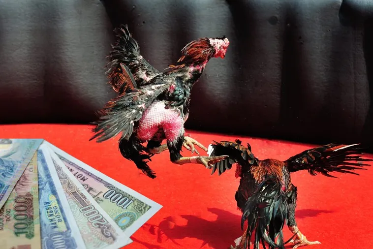 Hướng Dẫn Chi Tiết Cách Chơi Đá Gà Sabong Tại FB88 Dễ Thắng